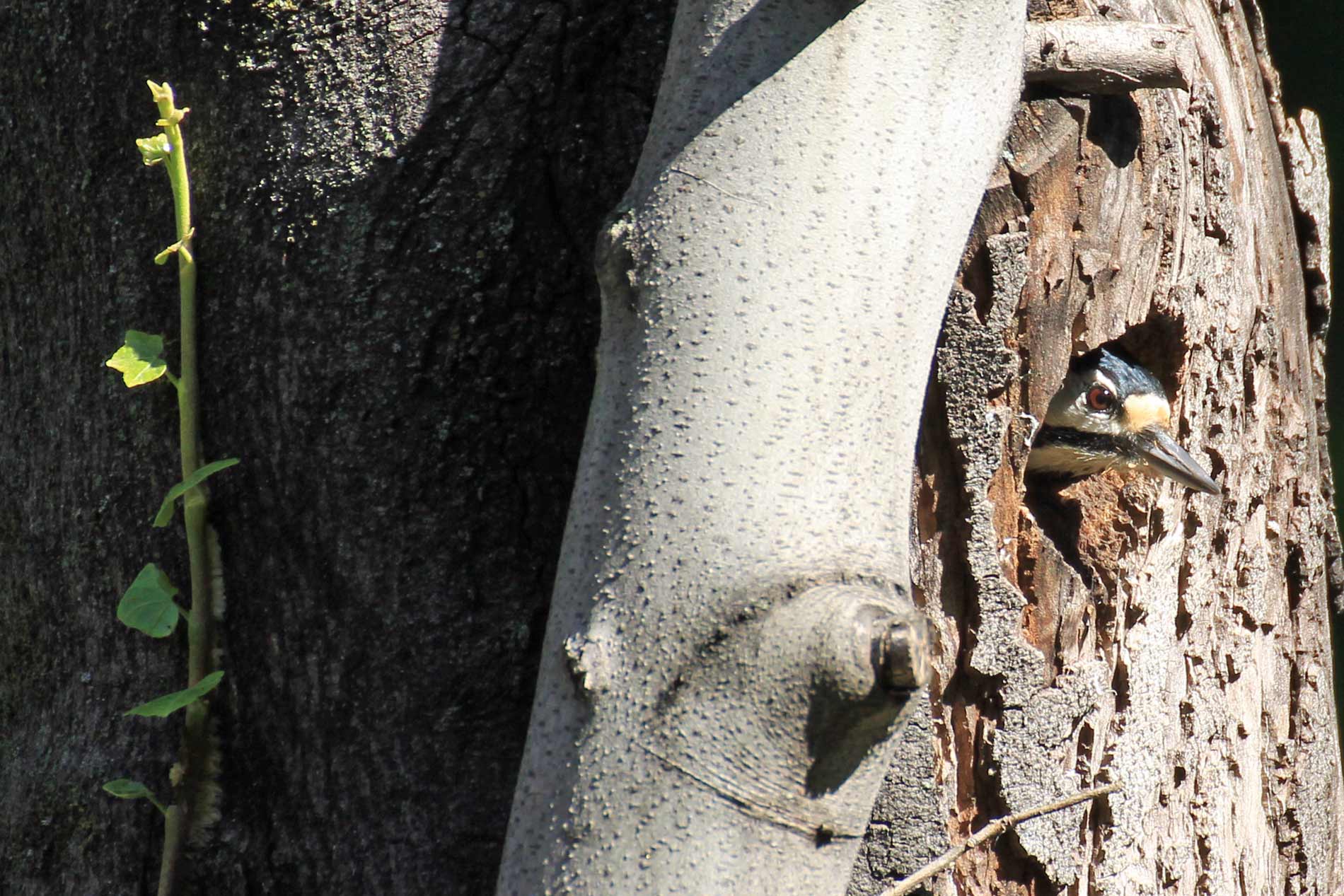 Picchio rosso maggiore.